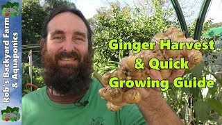 Ginger Harvest amp Quick Ginger Growing Guide [upl. by Colette141]