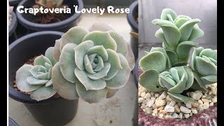 Graptoveria Lovely Rose  é um raro híbrido coreano compactos e rechonchudos [upl. by Linson]