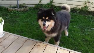 Hupsu the Finnish Lapphund VI [upl. by Iahs139]