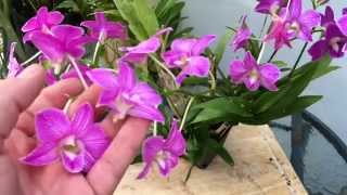 DENDROBIUM PHALAENOPSIS ORCHID CARE TIPS [upl. by Adnotal]