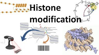 Histone modifications Introduction [upl. by Leahcir569]