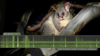 Common Brushtail Possum Sounds  Scary growling calls and scurrying noises [upl. by Bryanty]