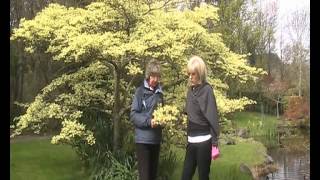 Cornus controversa quotVariegataquot The Wedding Cake Tree [upl. by Ahsaele]