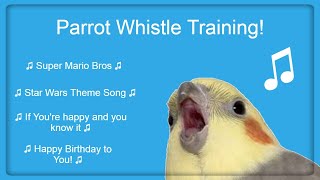 Bird Whistle Training Teach Your Bird  Parrot to Sing 8 Hour Loop [upl. by Lorrac]