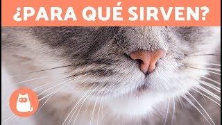 ¿Por qué los GATOS tienen BIGOTES ¿Para qué sirven [upl. by Colton]