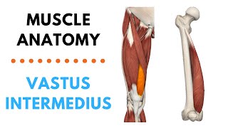 Vastus Intermedius  Muscle Anatomy  Joetherapy [upl. by Croom696]