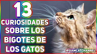 13 CURIOSIDADES SOBRE LOS BIGOTES DE LOS GATOS  SiamCatChannel [upl. by Cash]