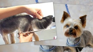 PetGroooming  Yorkie Full Grooming 78 [upl. by Ax]