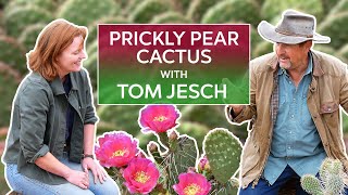 Prickly Pear Opuntia with Cactus Expert Tom Jesch [upl. by Alleuqahs]