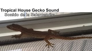 Common House Gecko 🦎 Sound 🔊 Lizards in backyard  Sonidos de la Salamandra común de Australia [upl. by Ahsias]