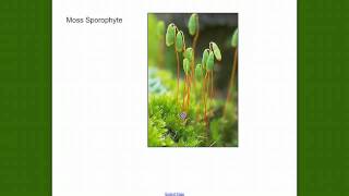 Bryophyte Review [upl. by Ryan]