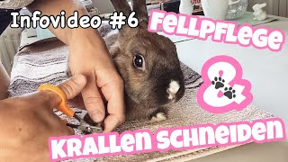 Kaninchen Krallen schneiden amp Fellpflege  Infovideo [upl. by Aeikan]