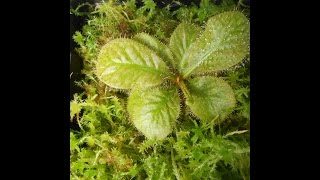 How to grow and propagate Drosera Schizandra [upl. by Aikel672]