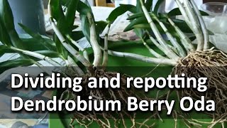 Repotting and dividing Dendrobium Berry Oda [upl. by Armstrong]