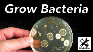 How to Grow Bacteria [upl. by Nyltac]