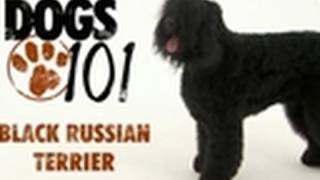 Dogs 101  Black Russian Terrier [upl. by Cassandra]