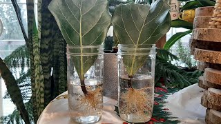 How to Propagate Fiddle Leaf Fig from Single LeafFicus Lyrata [upl. by Anilad42]