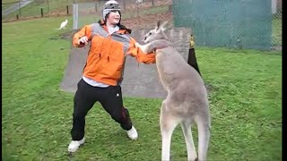 Kangaroo vs Human Kangaroo attacking [upl. by Jeuz]