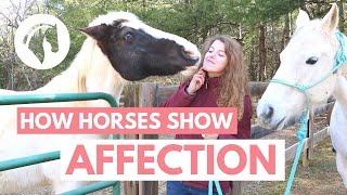 How Horses Show Affection to Humans [upl. by Isaak]