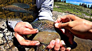 Catching ARCTIC GRAYLING In COLORADO [upl. by Hoopen]