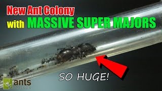 New Ant Colony Massive Super Majors [upl. by Aenej]