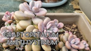 Graptopetalum Amethystinum  Lavender Pebbles [upl. by Alim265]