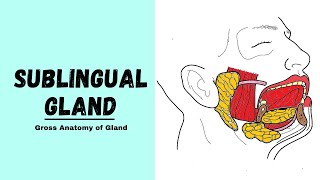 Sublingual gland Anatomy  Major Salivary Glands [upl. by Aluin]