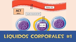 Líquidos corporales 1 💧  Agua Corporal Total [upl. by Mathe]