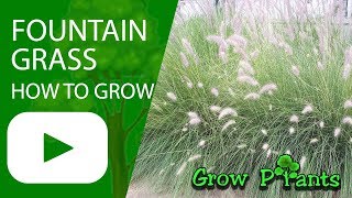 How to grow Fountain grass [upl. by Blondell]