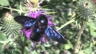 Violet Carpenter Bees Xylocopa violacea [upl. by Ozzie]