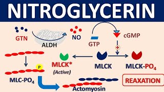 Nitroglycerin  Mechanism side effects precautions amp uses [upl. by Ludwigg757]