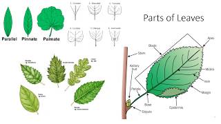 Plant Anatomy and Morphology [upl. by Vada]