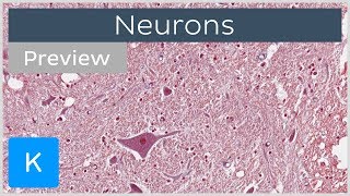 Neurons types definition and function preview  Human Histology  Kenhub [upl. by Akirdnwahs402]