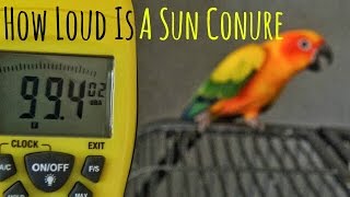 Sun Conure Screaming [upl. by Darci938]