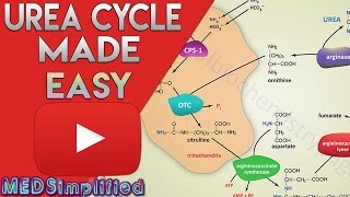 Urea Cycle Made Simple  Biochemistry Video [upl. by Panther]