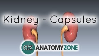 Capsules of the Kidney  Anatomy Tutorial [upl. by Christian]