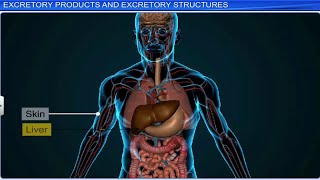 CBSE Class 11 Biology  Excretory Products and Their Elimination  Full Chapter  By Shiksha [upl. by Iew]