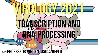 Virology Lectures 2021 7 Transcription and RNA Processing [upl. by Nimsaj]