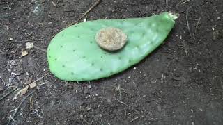 How to Plant Opuntia Cactus so It wont Rot Comparing Techniques [upl. by Nallac]