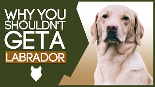 LABRADOR 5 Reasons WHY YOU SHOULD NOT Get a Labrador Puppy [upl. by Bremer]