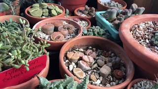 What To Do When Lithops Wrinkle or Split Late [upl. by Akaenahs332]