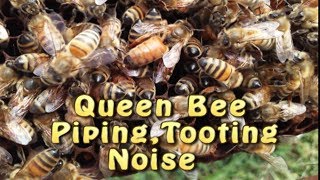 Queen Bee Piping Tooting Noise Explained Queen Rearing [upl. by Raveaux]