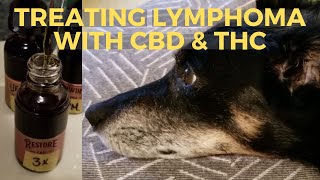 How Were Using CBD amp Cannabis Oil to Treat Our Dog  Canine Lymphoma Vlog Part 2 [upl. by Naved587]