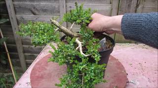 Shrubby Honeysuckle Lonicera Nitida Bonsai April 2019 [upl. by Pauletta]