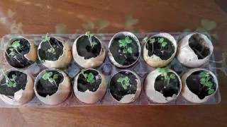 Starting seeds in eggshells [upl. by Gershom]