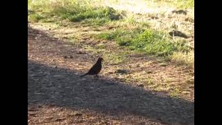 AMSEL bei der Nestbaumaterialsuche [upl. by Anikes137]