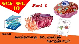 கலம்  Cell structure amp function  Grade 10 Science  GCE OL Tamil Medium [upl. by Ursas]