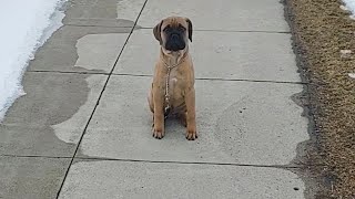 Bullmastiff 12 weeks old Sit Stay Come [upl. by Jonie58]