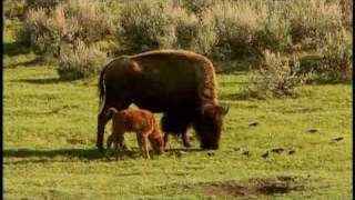 American Prairie Profiled by National Geographic [upl. by Malvie]