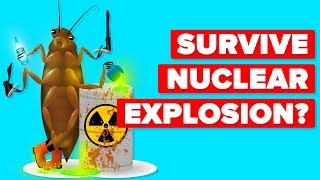 How Can A Cockroach Survive A Nuclear Explosion [upl. by Nakre]